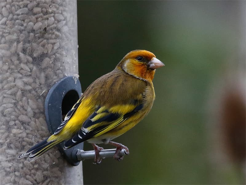 Chardonneret élégant
