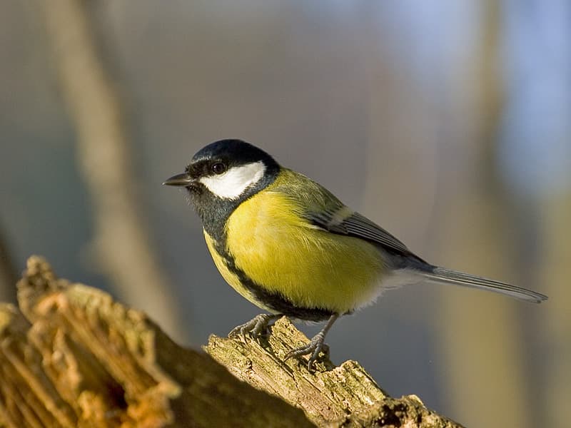 Mésange charbonnière