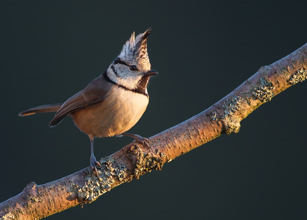 Mésange huppée