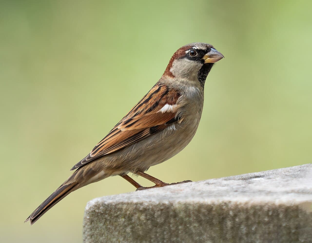 Moineau domestique