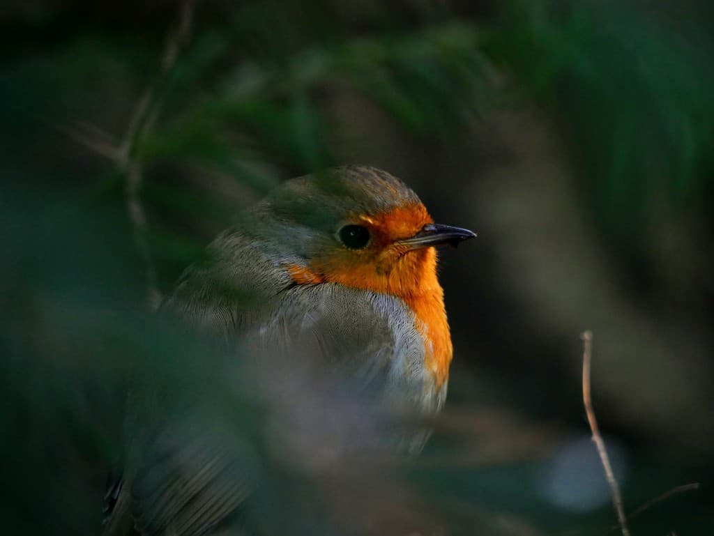 Rouge-gorge familier